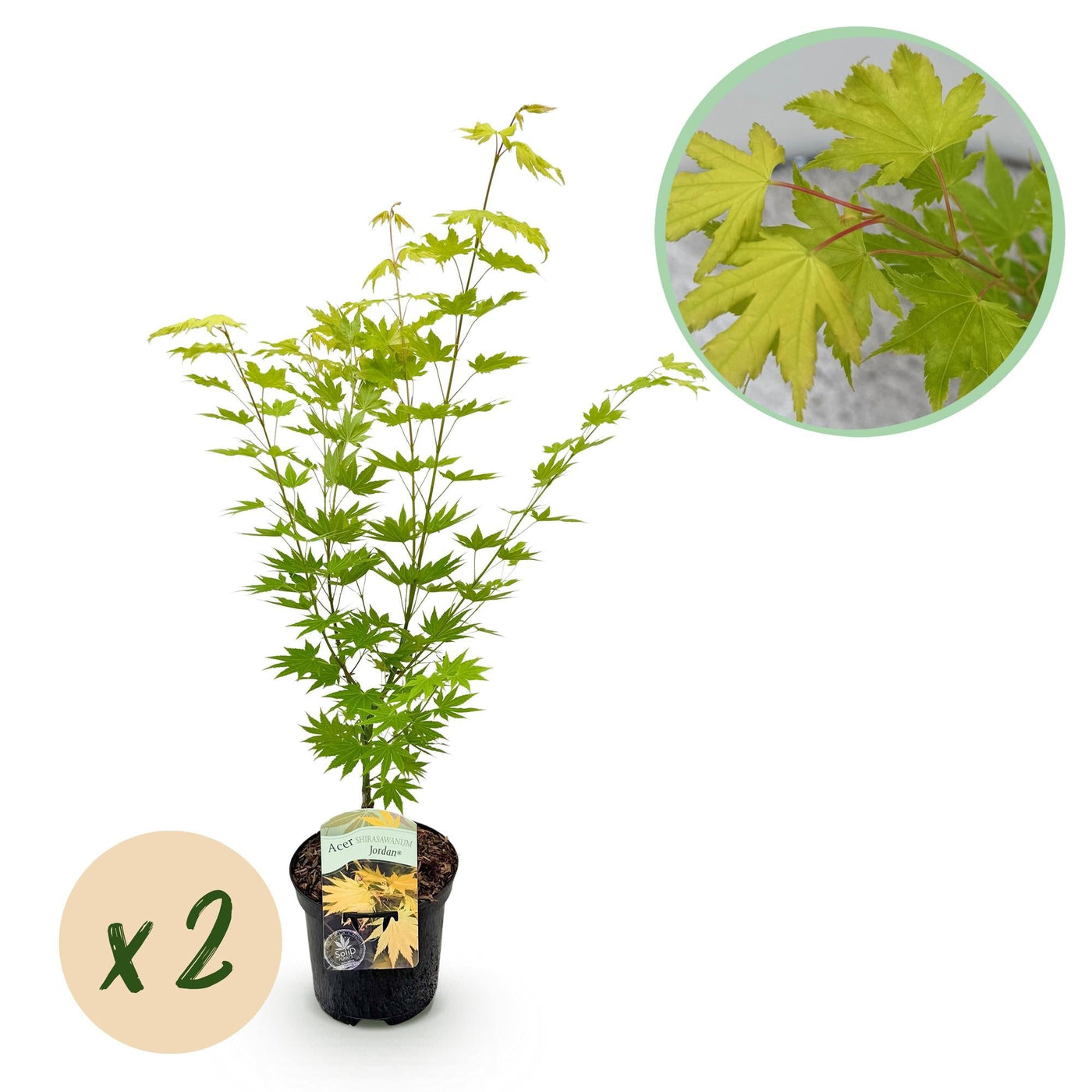 Japanischer Ahorn – Acer palmatum 'Jordan' – 2 Pflanzen – ca. 70cm hoch – Ø19cm – leuchtend gelbe Blätter – Balkon – & Gartenpflanze